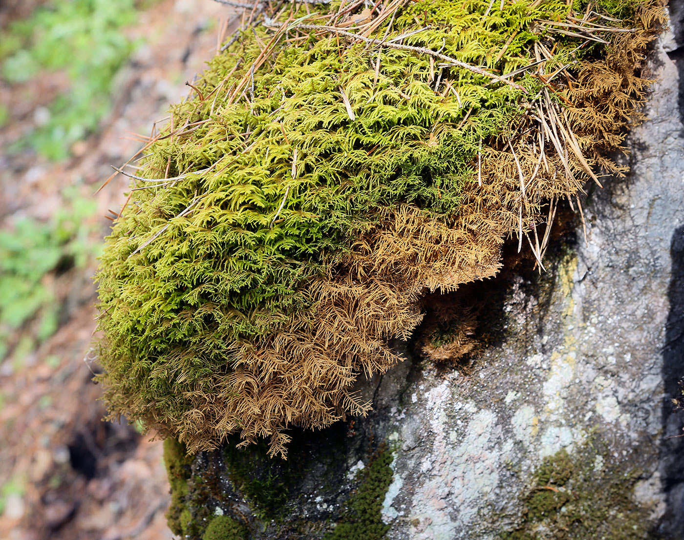Image of Abietinella abietina specimen.