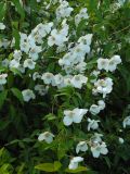 Philadelphus × lemoinei