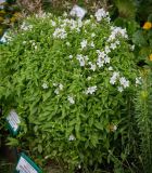 Gadellia lactiflora. Цветущее растение ('White Pouffe'). Кировская обл., г. Киров, Ботанический сад Вятского государственного университета, в культуре. 07.07.2018.