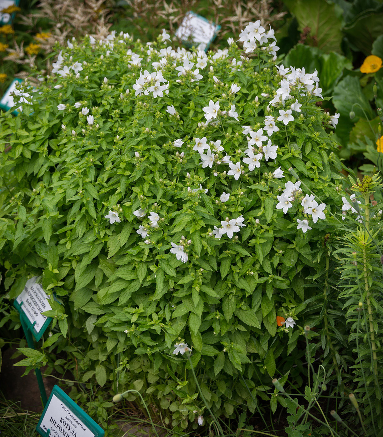 Image of Gadellia lactiflora specimen.