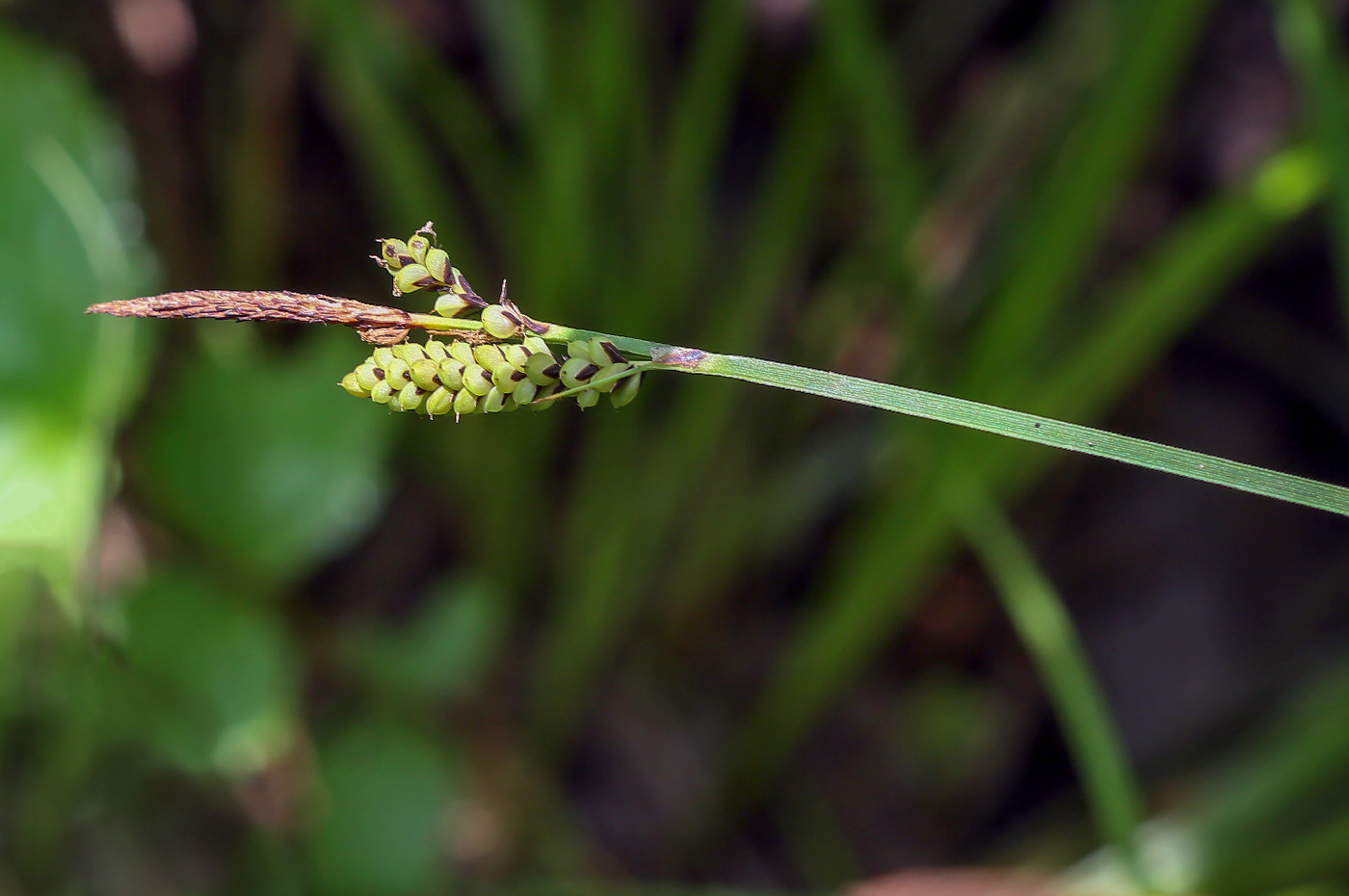 Изображение особи Carex cespitosa.