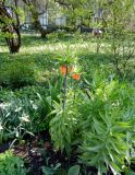 Fritillaria imperialis