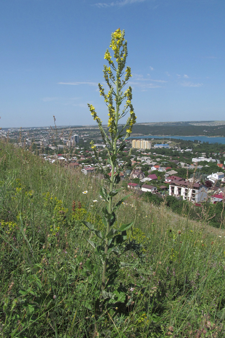 Изображение особи Verbascum lychnitis.