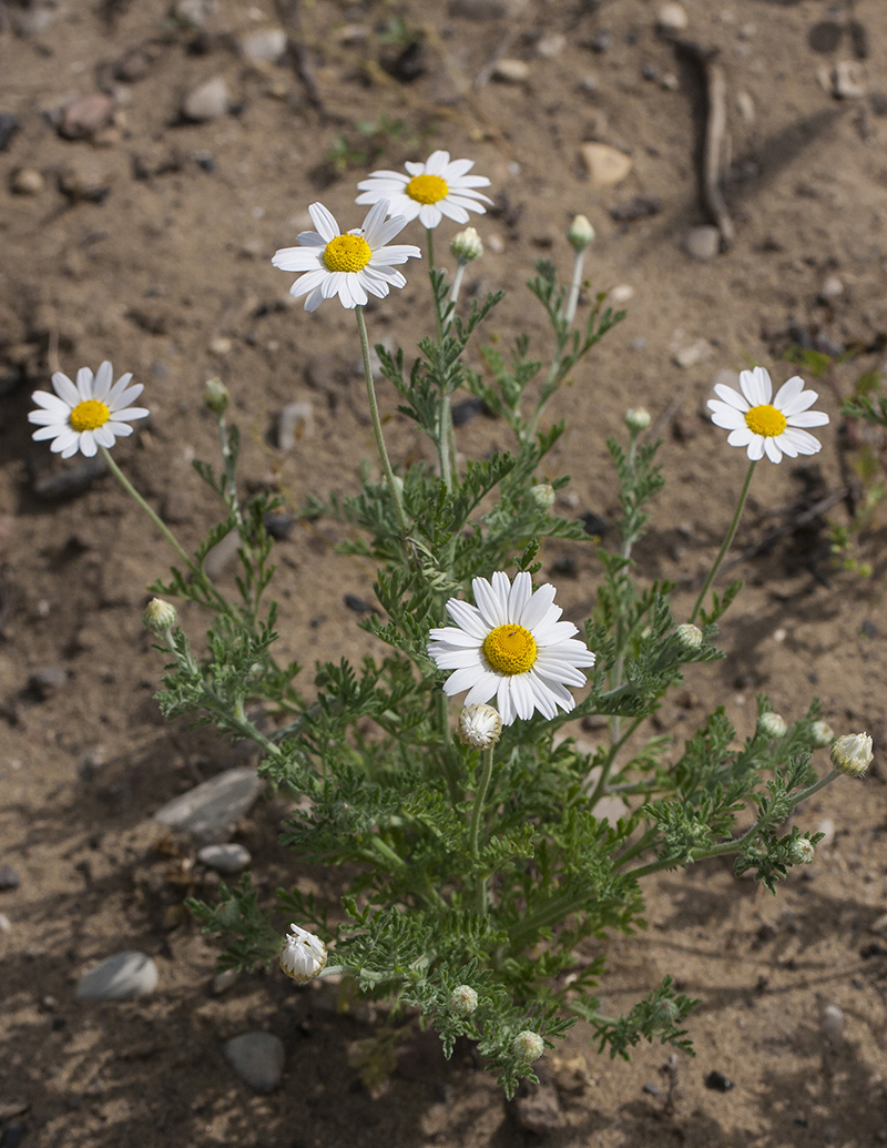 Image of Anthemis ruthenica specimen.