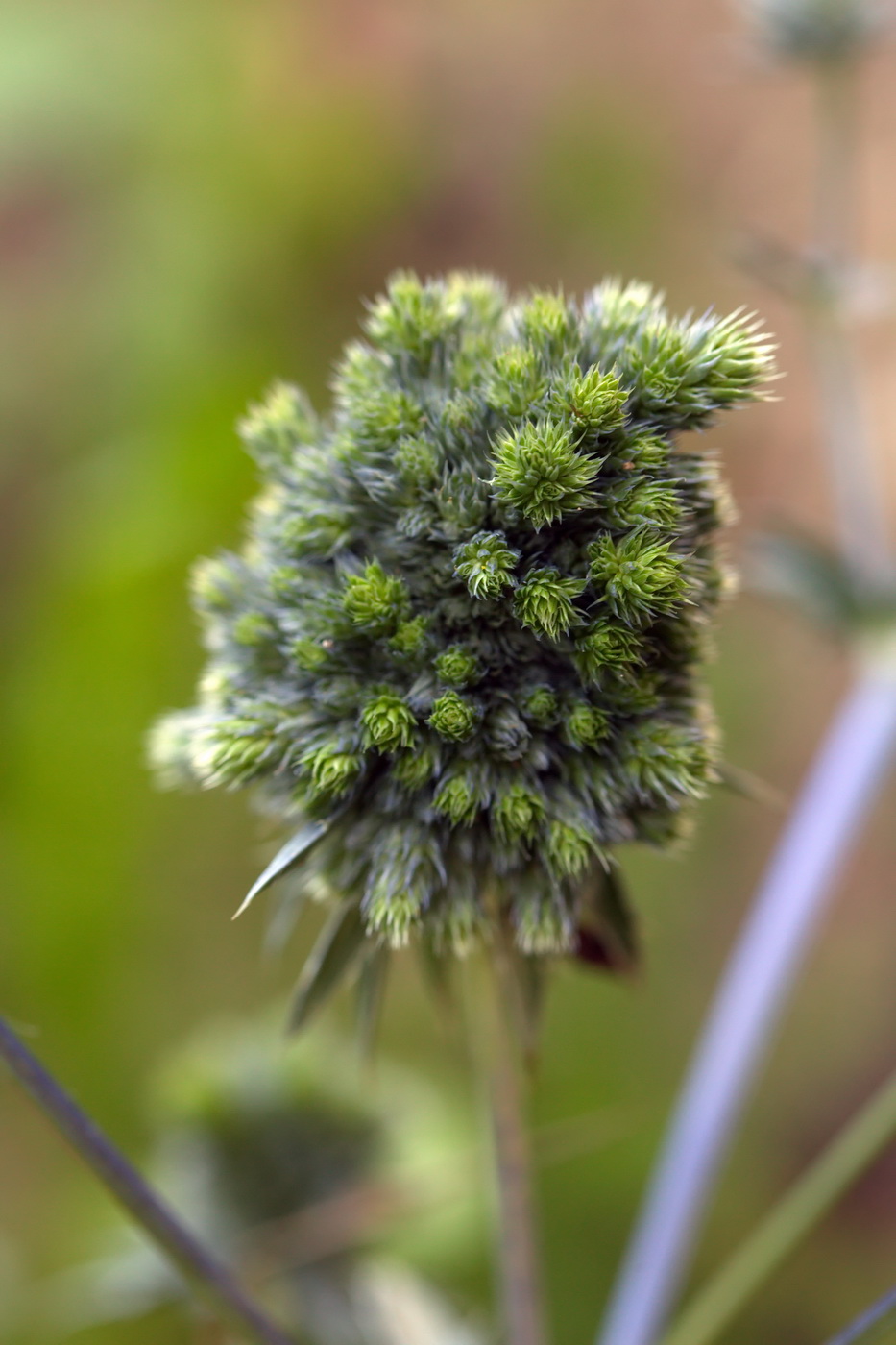 Image of Eryngium planum specimen.