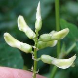 Astragalus glycyphyllos