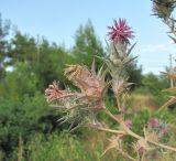 Carthamus glaucus. Верхушка веточки с соцветиями. Краснодарский край, окр. г. Геленджик, нарушенное место. 29.07.2019.