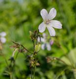 Geranium asiaticum. Верхушка побега с цветком, бутонами и завязями в капельках росы. Челябинская обл, Саткинский р-н, долина р. Первая, луг. 16 июня 2019 г.