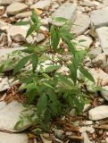 Bidens frondosa