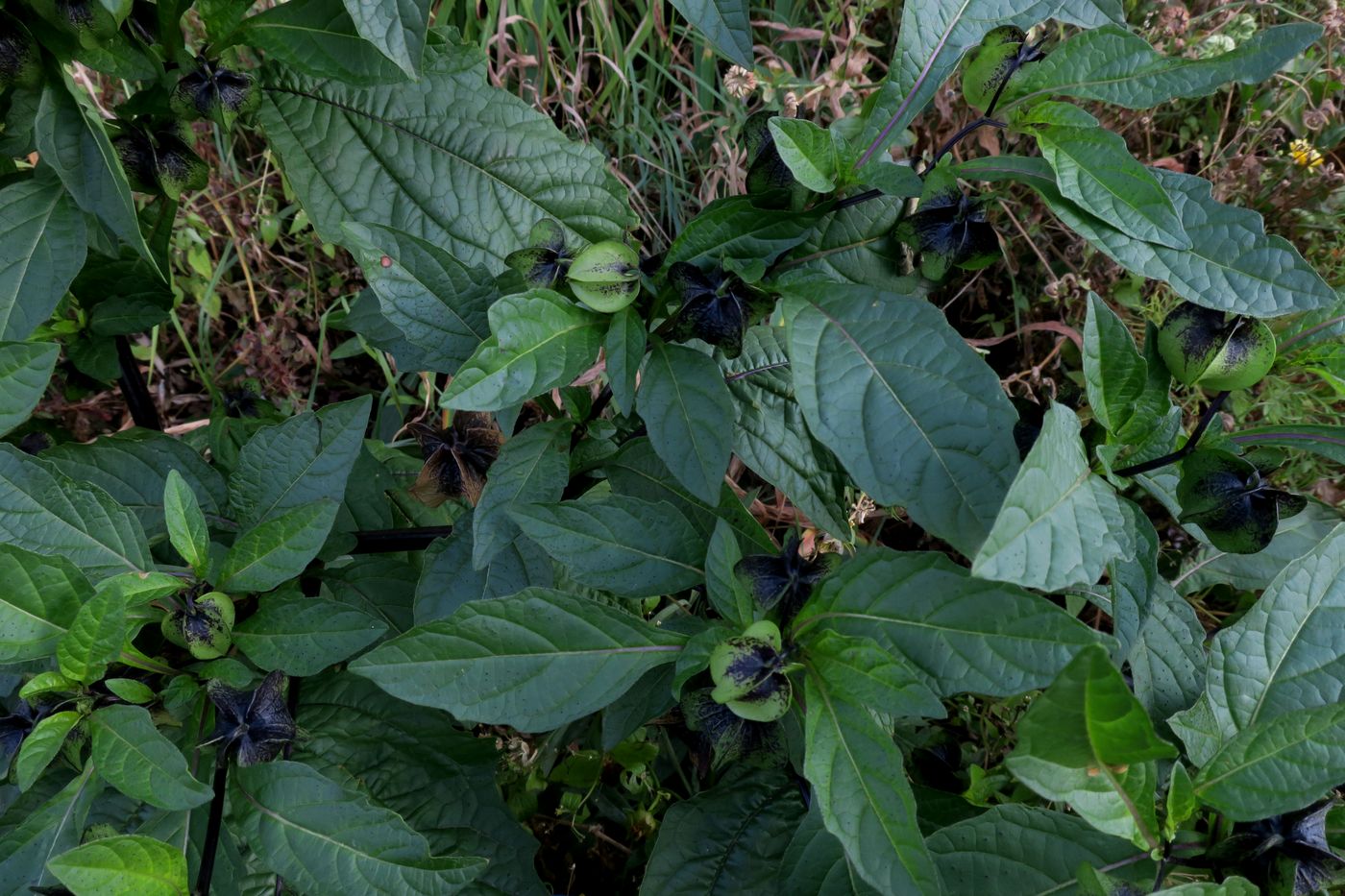 Image of Nicandra physalodes specimen.