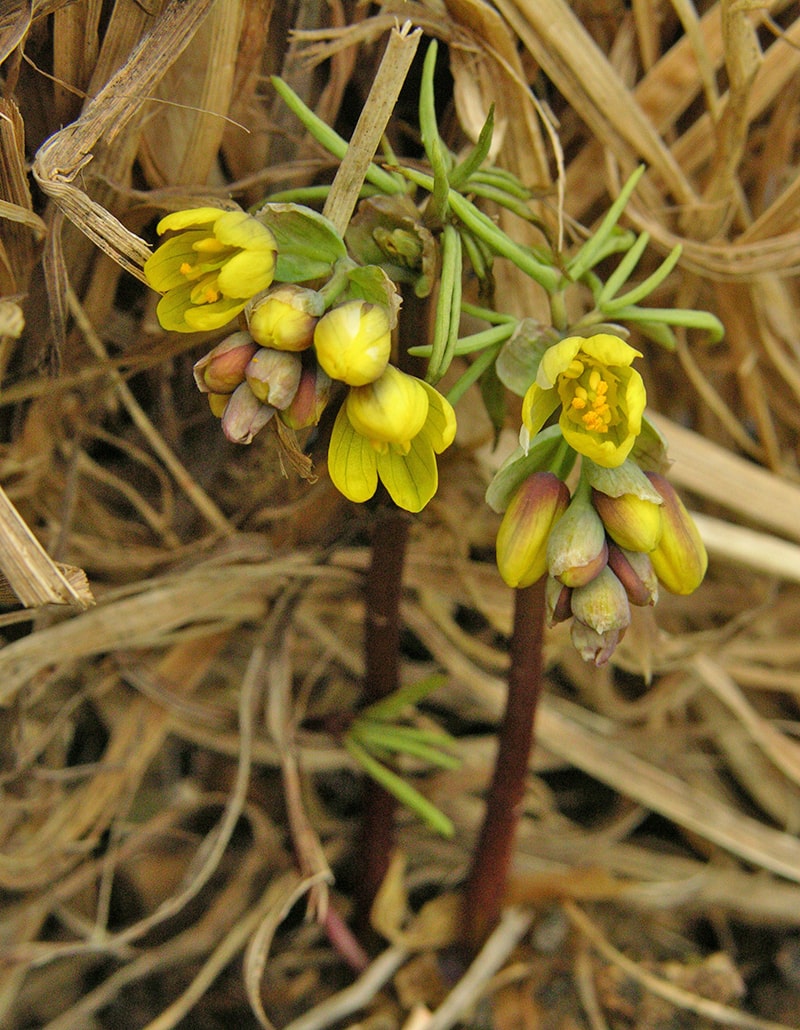 Изображение особи Gymnospermium altaicum.