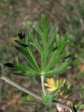Potentilla argentea. Часть стебля с прилистниками и листом. Крым, Севастополь, Караньская балка. 10 мая 2012 г.