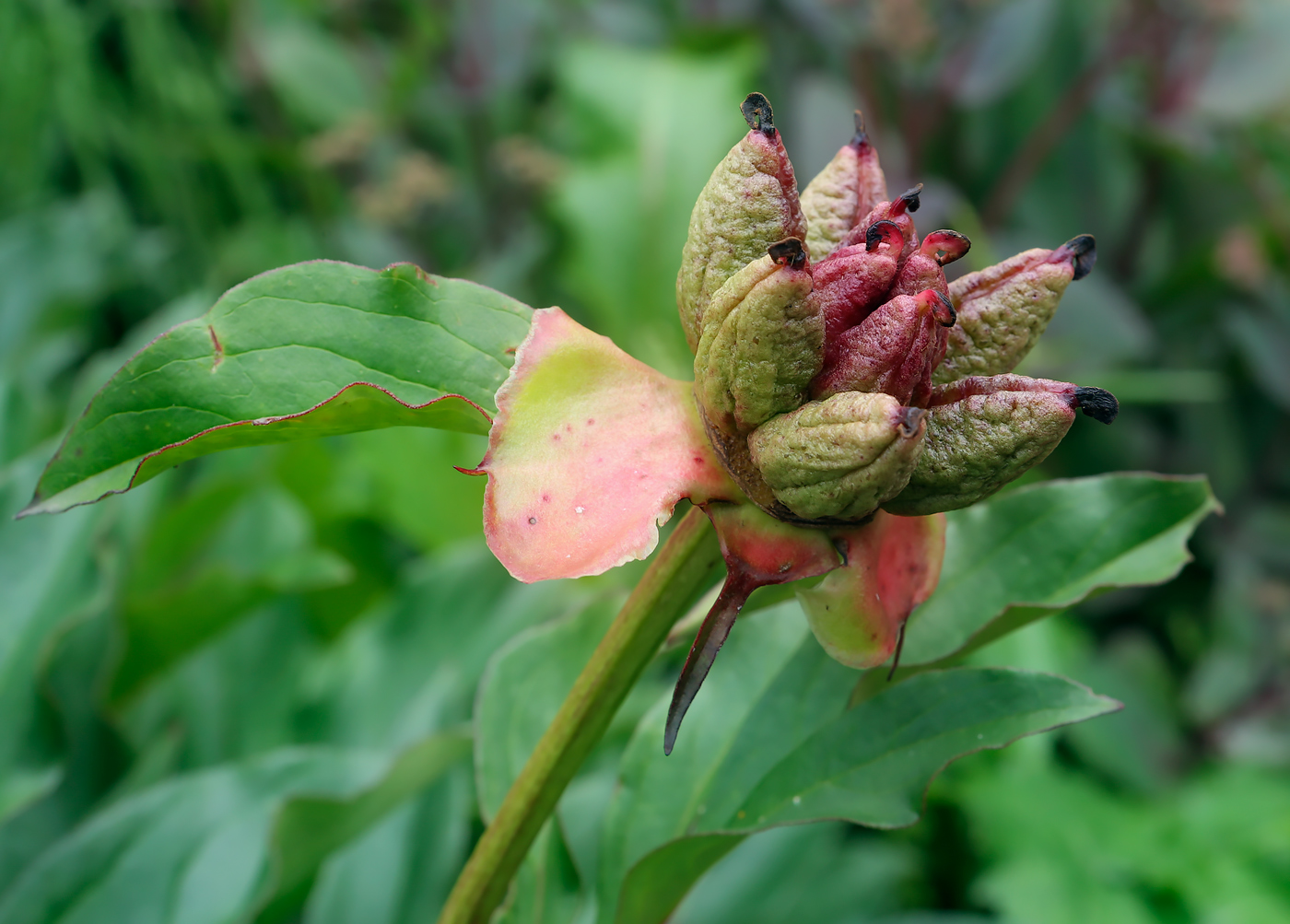 Image of Paeonia lactiflora specimen.