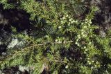 Juniperus sibirica