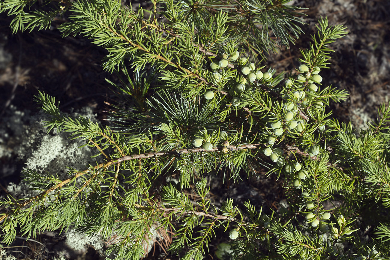 Изображение особи Juniperus sibirica.