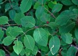 Lonicera xylosteum. Верхушка ветви с соплодиями. Сербия, горный массив Златибор, окр. пещеры Стопича, опушка широколиственного леса. 13.07.2019.