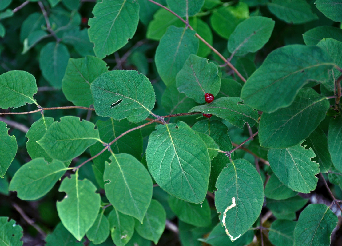 Изображение особи Lonicera xylosteum.