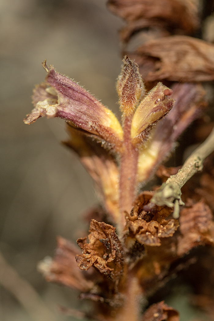 Image of genus Orobanche specimen.