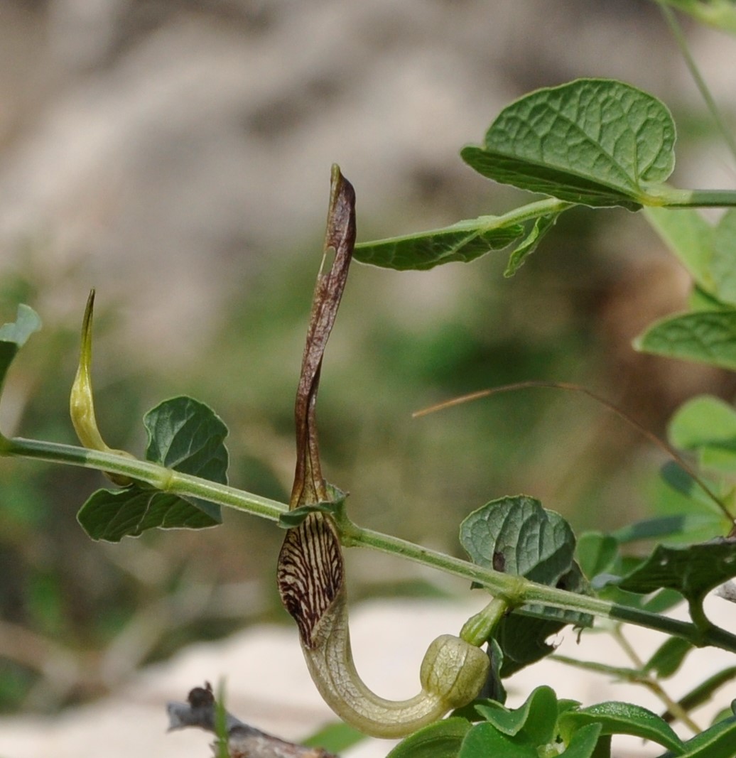 Изображение особи Aristolochia parvifolia.