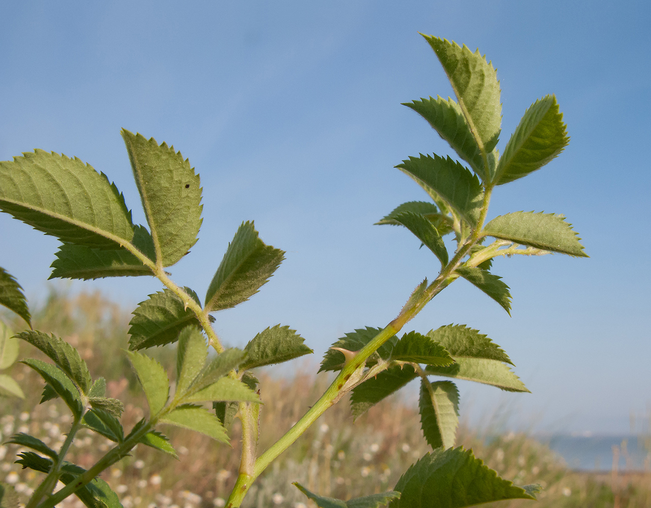 Image of Rosa corymbifera specimen.