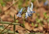 Corydalis ambigua