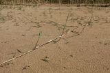 Phragmites australis