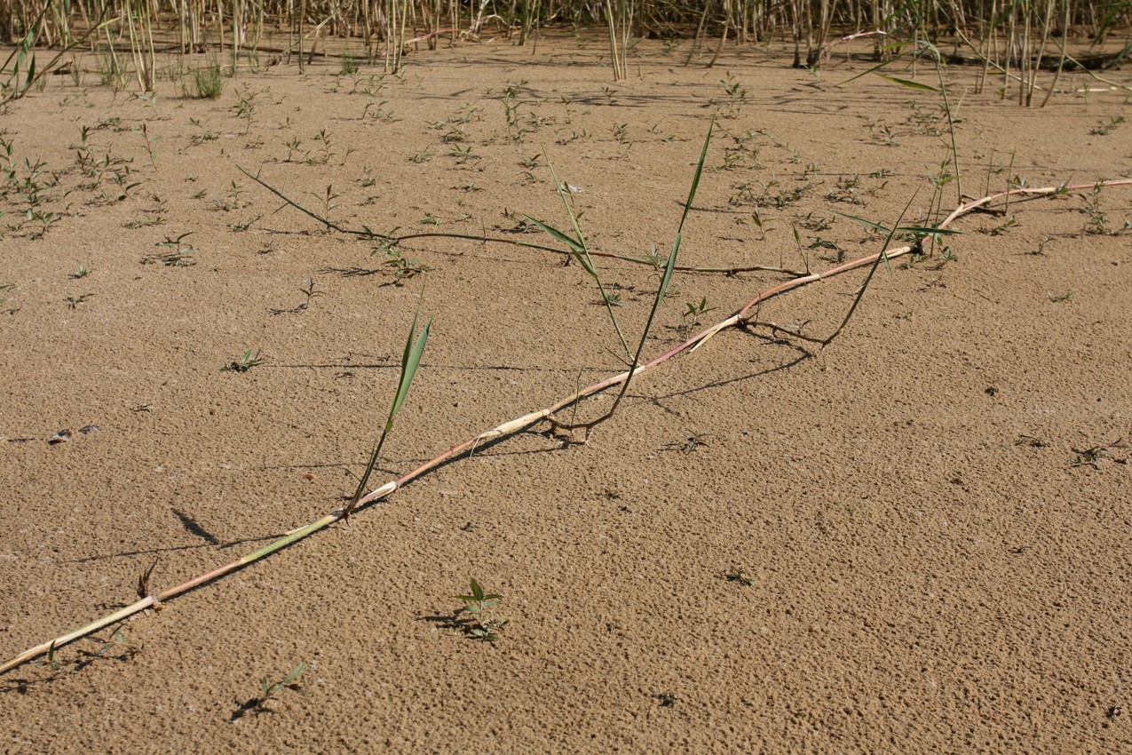 Image of Phragmites australis specimen.