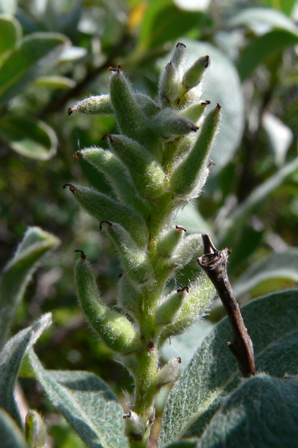 Image of Salix glauca specimen.