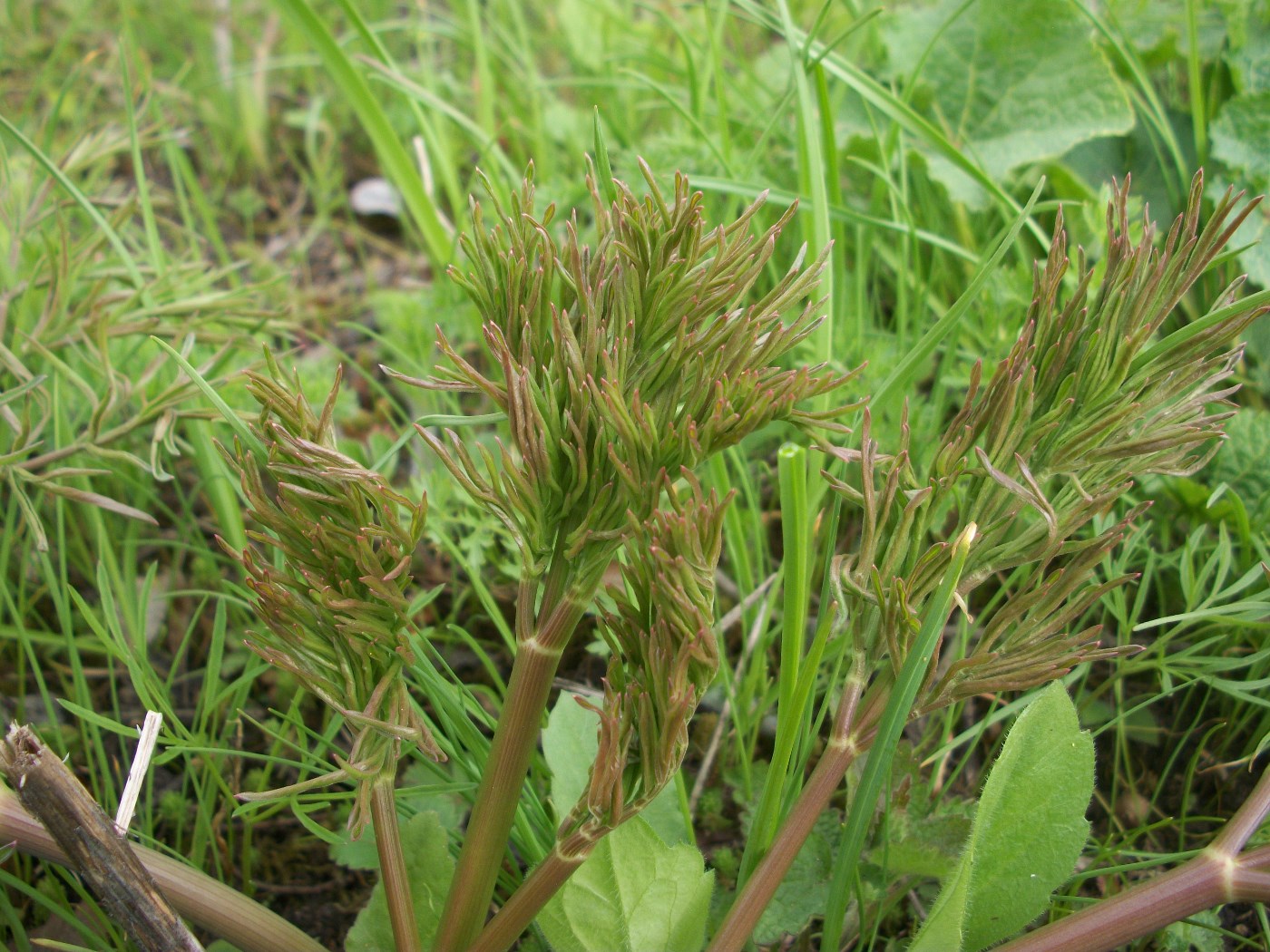 Изображение особи Ferula sadleriana.