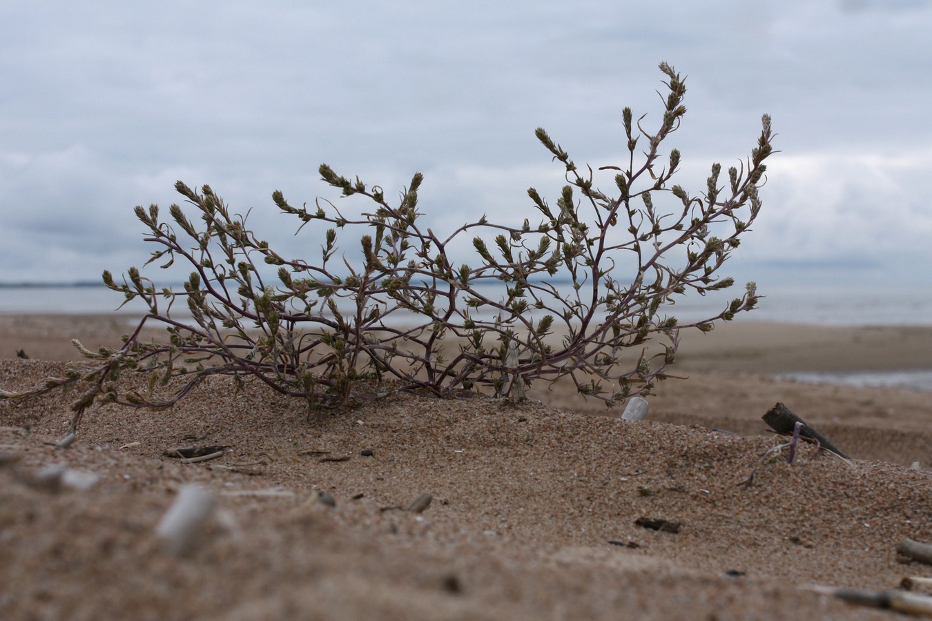 Изображение особи Corispermum leptopterum.