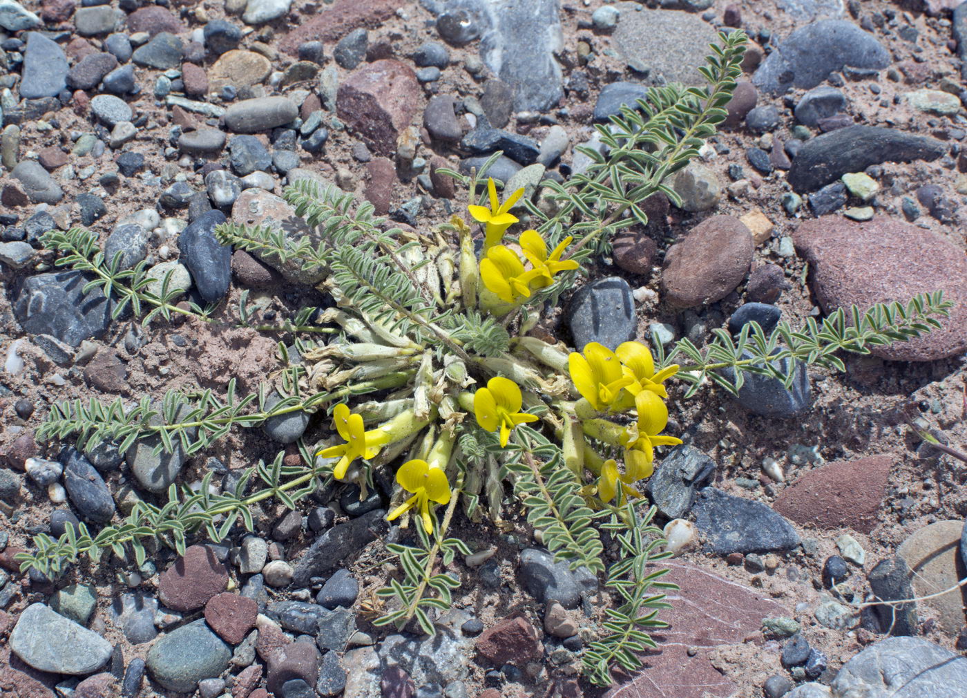 Изображение особи Astragalus alaicus.