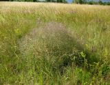 Crambe tataria. Плодоносящее растение на восстановленном степном участке. Украина, Черкасская обл., Каневский р-н, Региональный ландшафтный парк \"Трахтемиров\". 3 июля 2010 г.