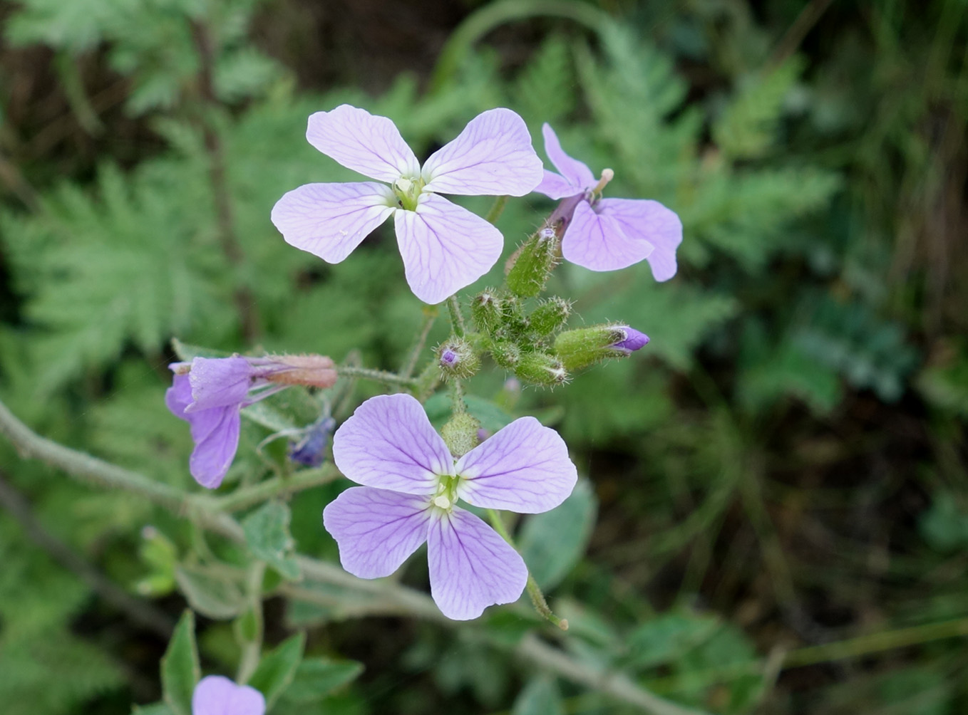 Image of Dontostemon hispidus specimen.