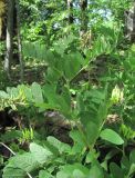 Astragalus glycyphyllos. Верхушка побега с развивающимися соплодиями. Краснодарский край, Абинский р-н, окр. пос. Новый, лес. 27.05.2020.