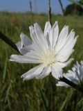 Cichorium intybus