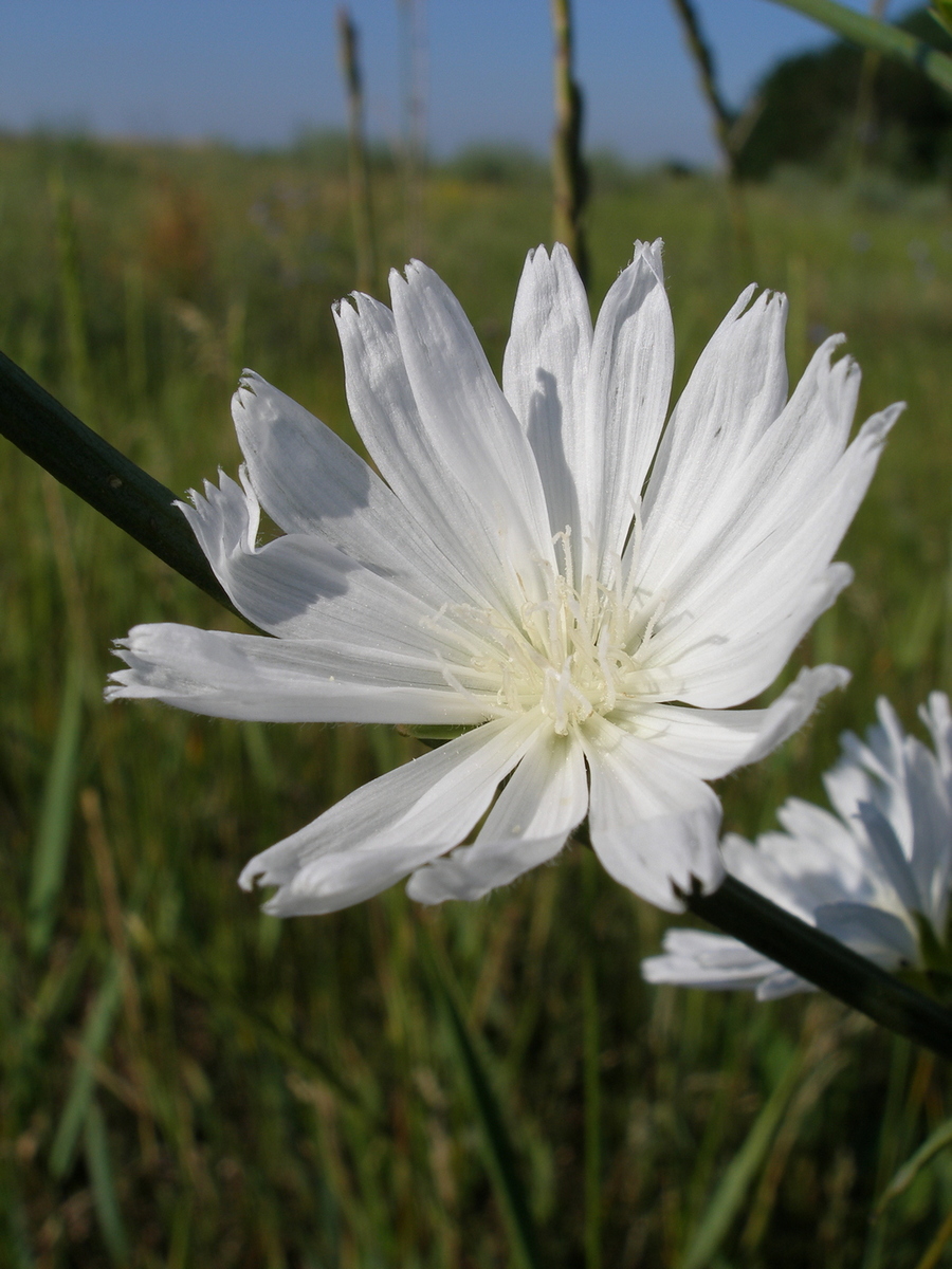 Изображение особи Cichorium intybus.