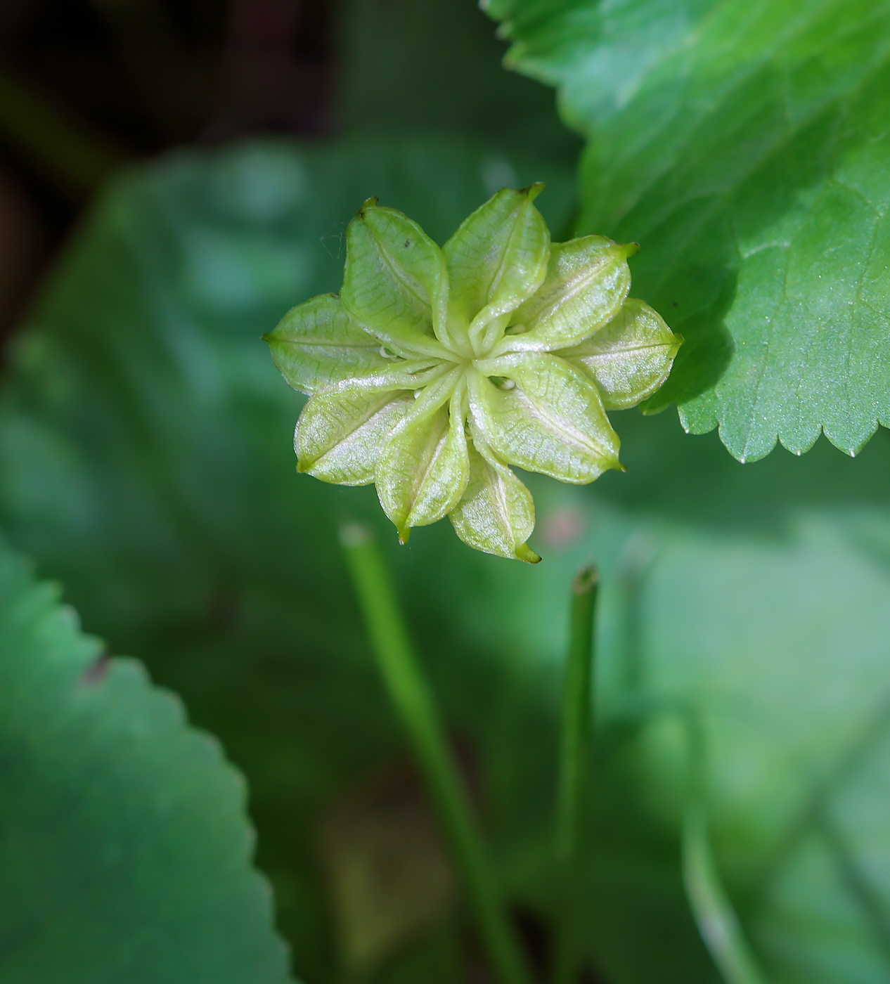 Изображение особи Caltha palustris.