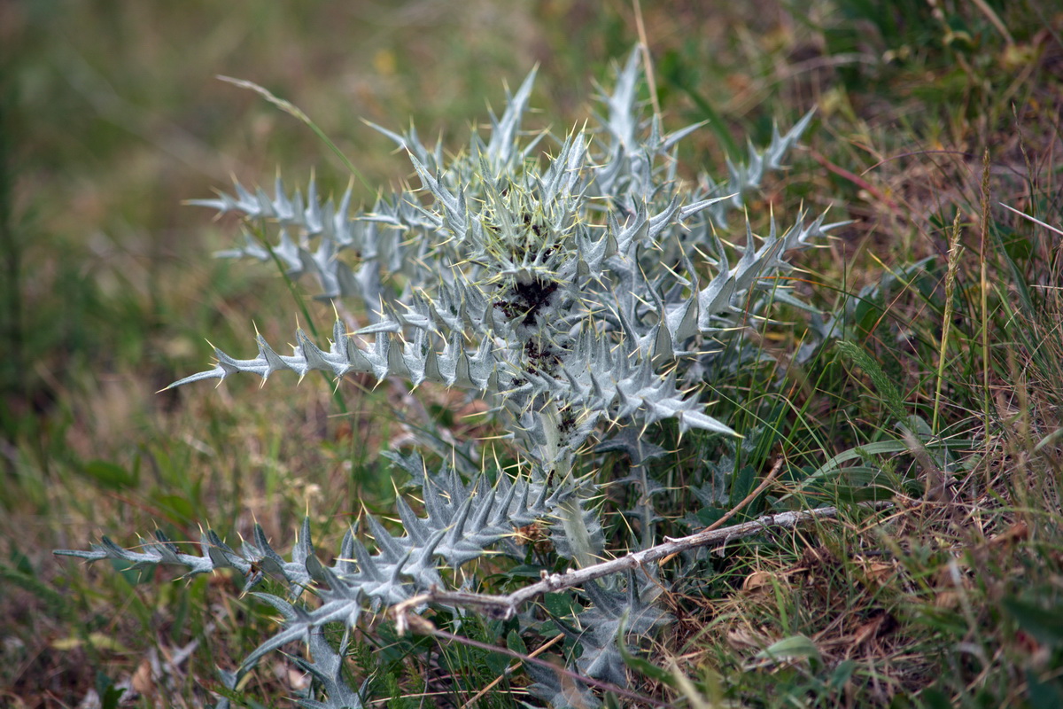 Изображение особи семейство Asteraceae.