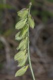 Polygala major