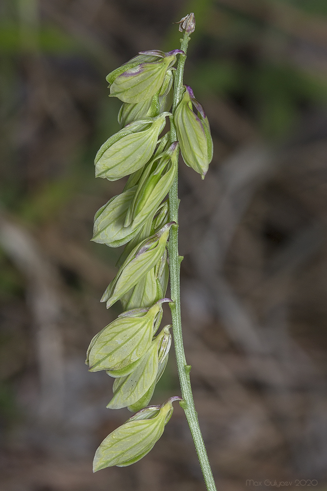 Image of Polygala major specimen.