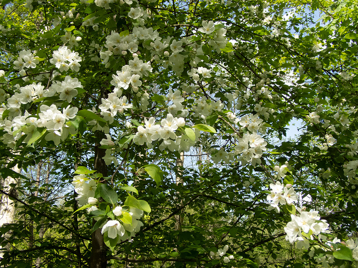 Image of genus Malus specimen.