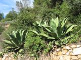 genus Agave. Вегетирующие растения. Испания, Каталония, провинция Girona, Costa Brava, Blanes, ботанический сад \"Pinya de Rosa\". 27 октября 2008 г.