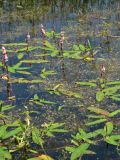 Persicaria amphibia. Плавающие листья и соцветия. Нидерланды, провинция Дренте, Paterswolde, прибрежная зона небольшого озера. 2 июля 2007 г.