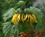 Helianthus annuus