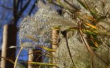 Miscanthus sinensis. Соплодие и верхушки листьев. Испания, автономное сообщество Каталония, провинция Жирона, комарка Баш-Эмпорда, муниципалитет Палафружель, ботанический сад \"Кап-Роч\". 09.12.2018.