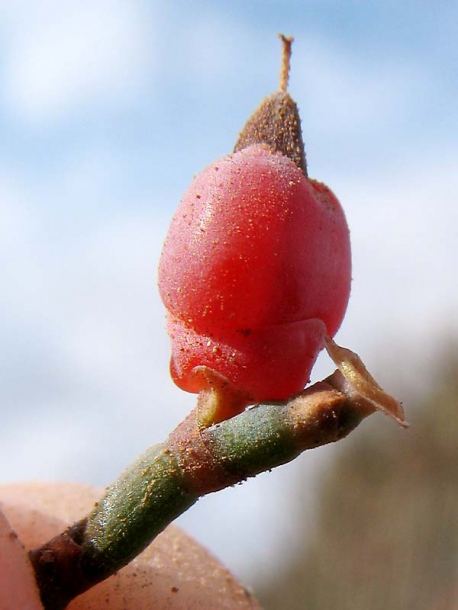 Изображение особи Ephedra fragilis.