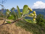 Sorbus taurica. Верхушка веточки с плодами. Южный Берег Крыма, сев.-вост. склон горы Аю-Даг, задернованная скала. 06.08.2019.