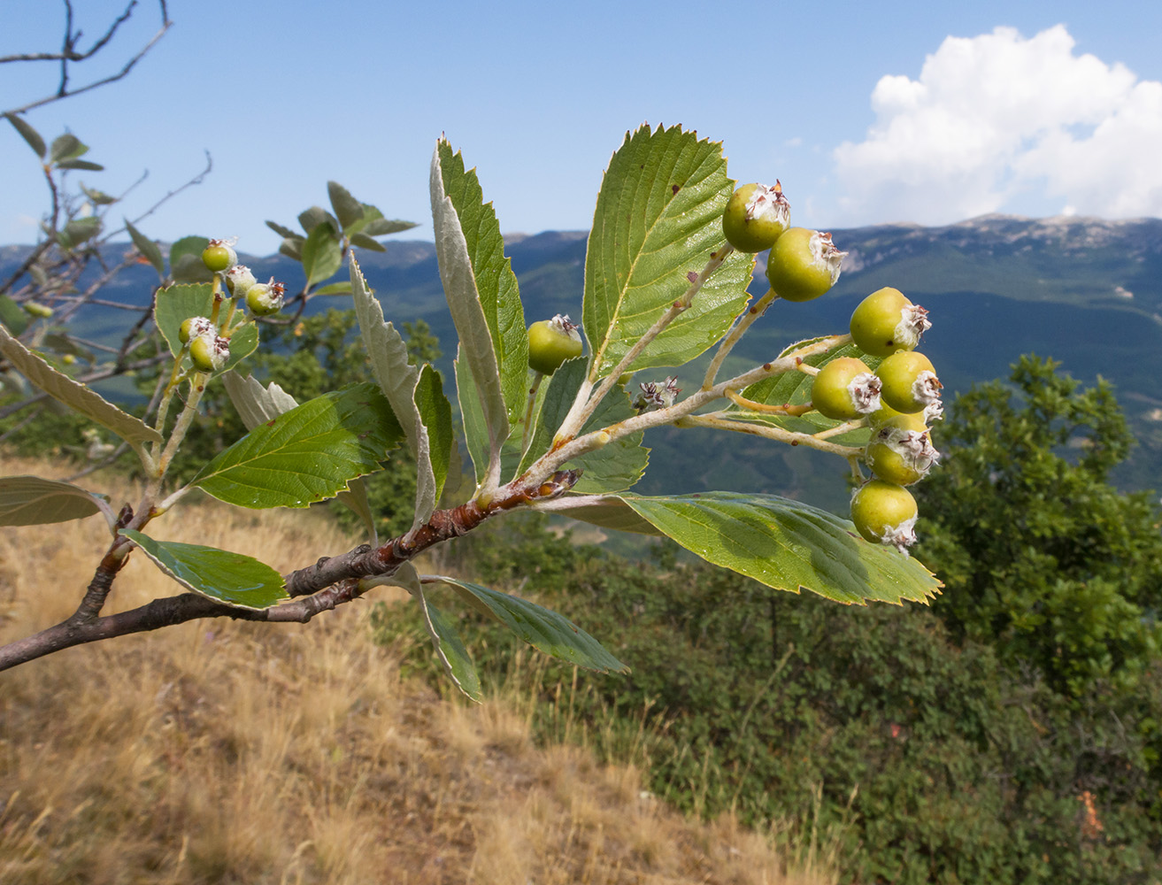 Image of Sorbus taurica specimen.