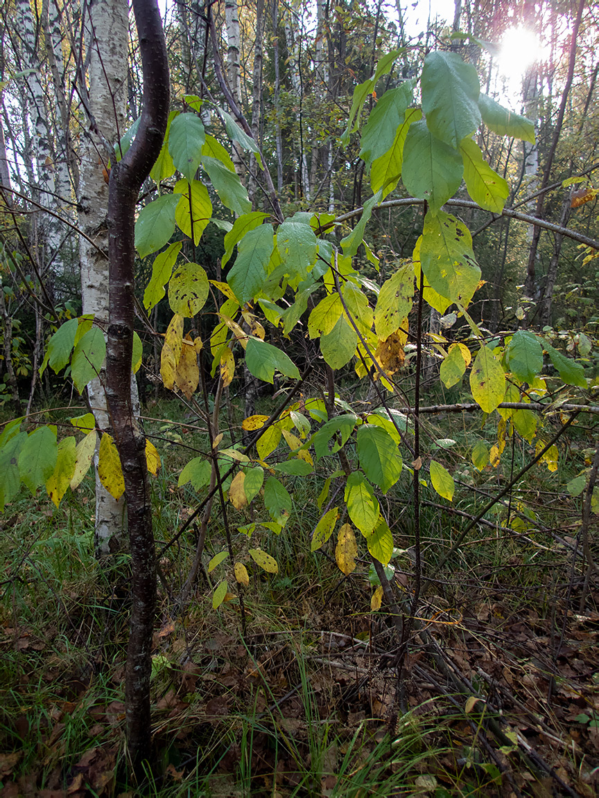 Image of Frangula alnus specimen.