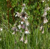 Epipactis palustris. Соцветия с кормящимися бабочками-голубянками. Тверская обл., Весьегонский р-н, ж.-д. насыпь, луговина. 18 июля 2020 г.